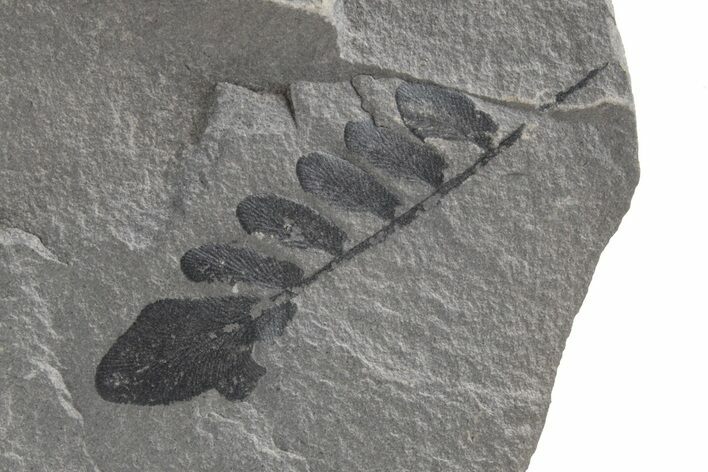 Pennsylvanian Fossil Fern (Neuropteris) Plate - Kentucky #224631